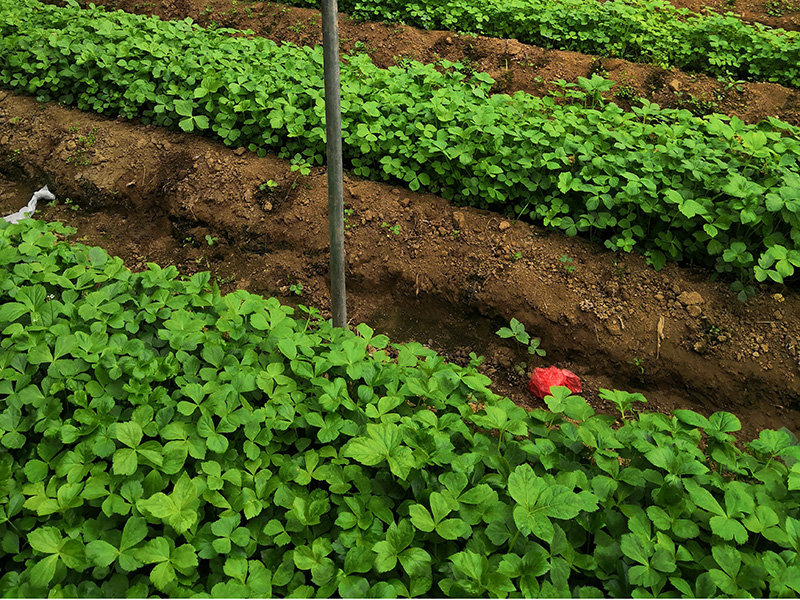 葉小苗種植基地